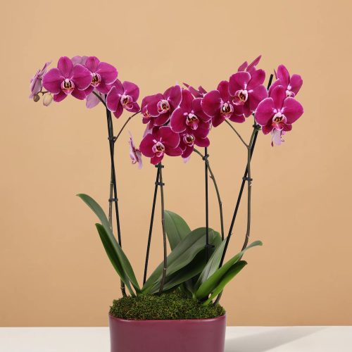 the sill 10IN Dk Purple Orchid Duo Jan Purple Pot PI