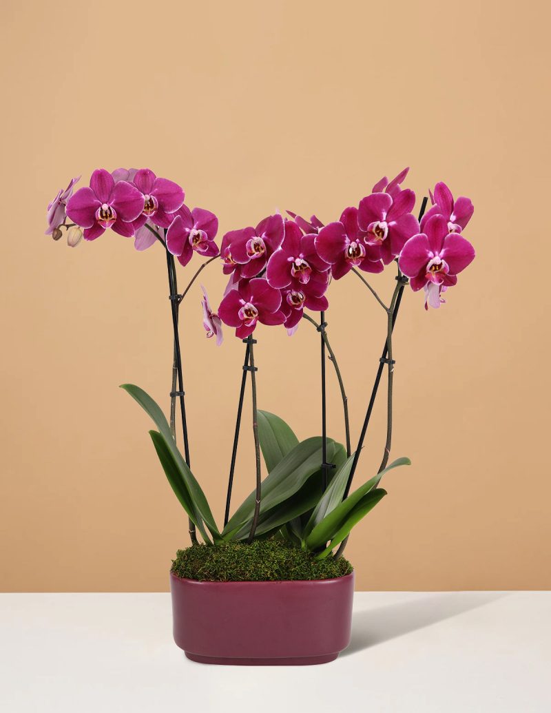 the sill 10IN Dk Purple Orchid Duo Jan Purple Pot PI