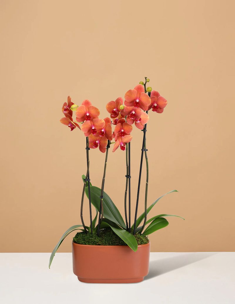 the sill 10IN Salmon Orchid Duo Jan Orange Pot PI 1