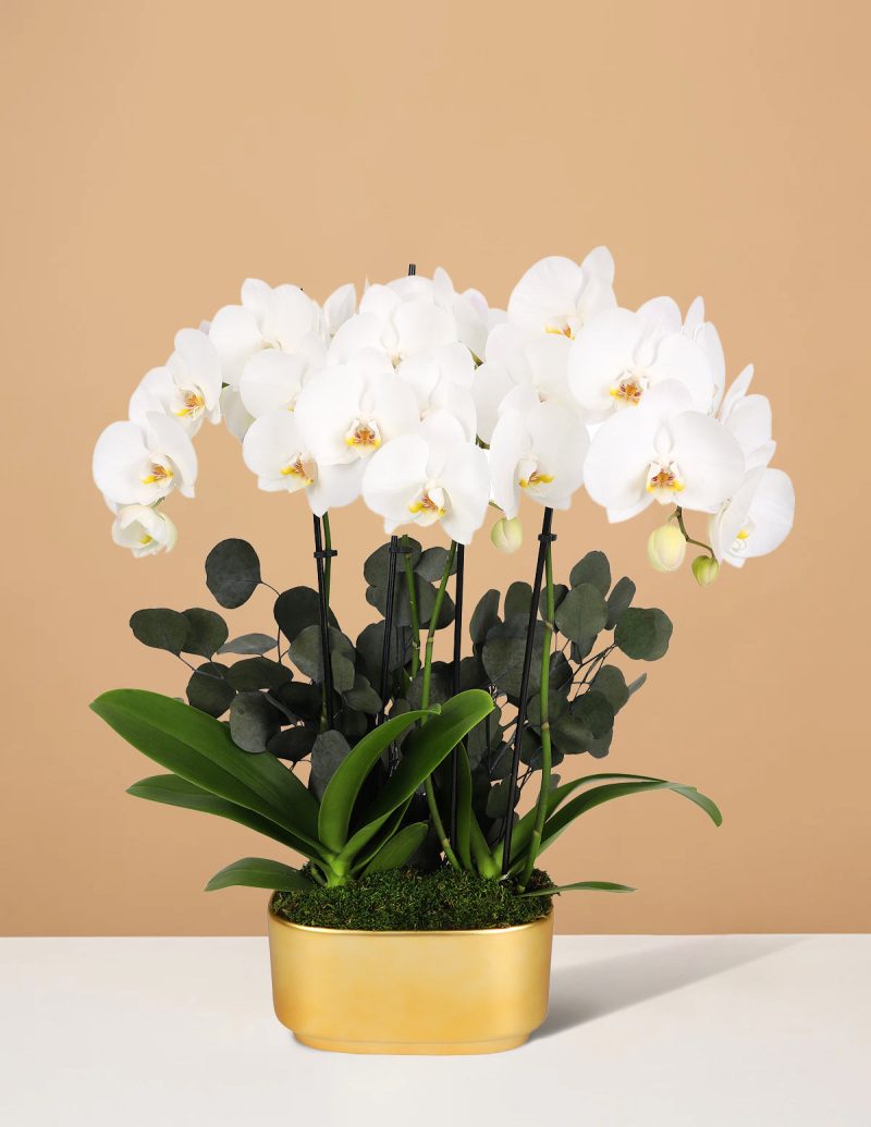 the sill 10IN White Orchid Duo Gold Jan Pot Eucalyptus PI