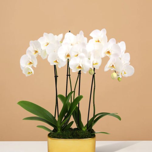 the sill 10IN White Orchid Duo Gold Jan Pot PI 1