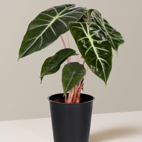 the sill 5IN Alocasia Pink Dragon Grow Pot Variant