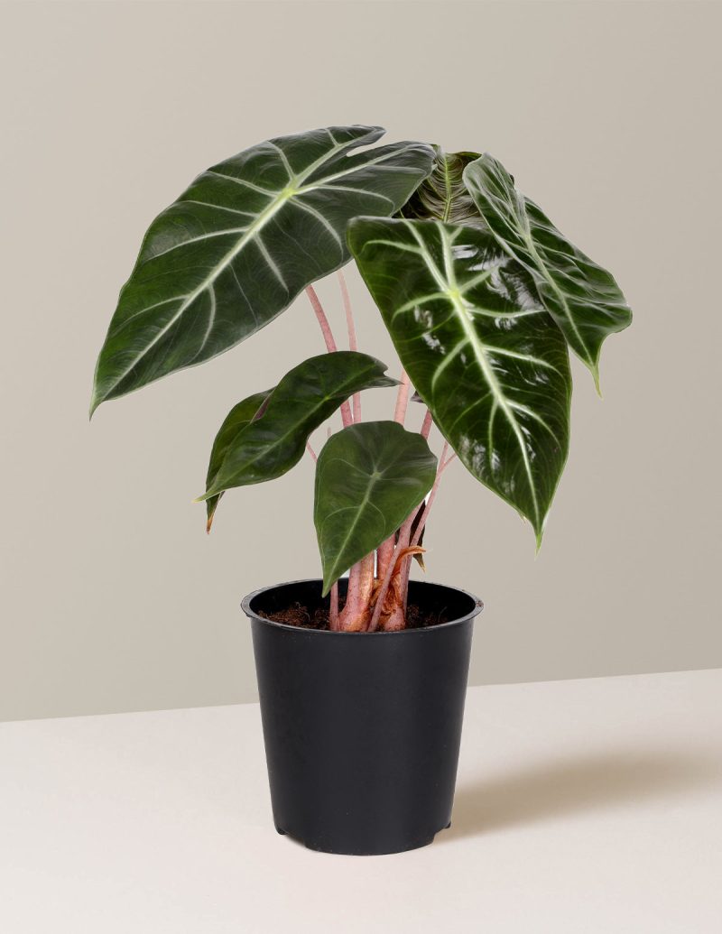 the sill 5IN Alocasia Pink Dragon Grow Pot Variant