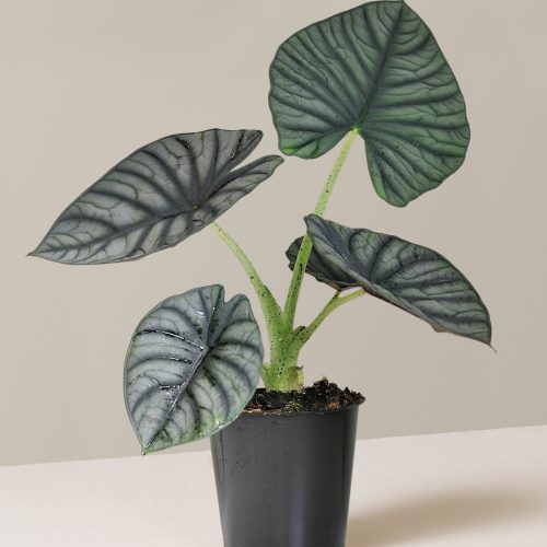 the sill 5in alocasia silver nebula 12 cm Variant