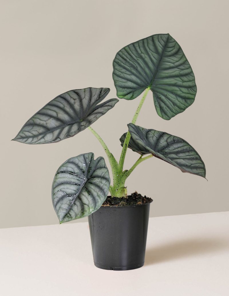 the sill 5in alocasia silver nebula 12 cm Variant