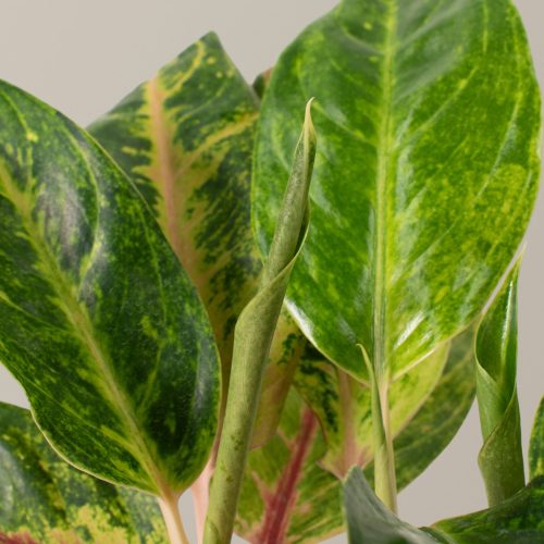 the sill Aglaonema Green Papaya Gallery