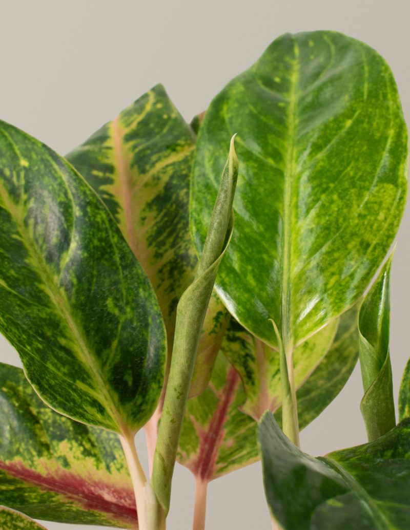 the sill Aglaonema Green Papaya Gallery