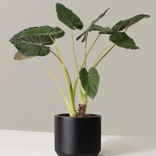 the sill Alocasia Regal Shield Large Mexia Black Variant