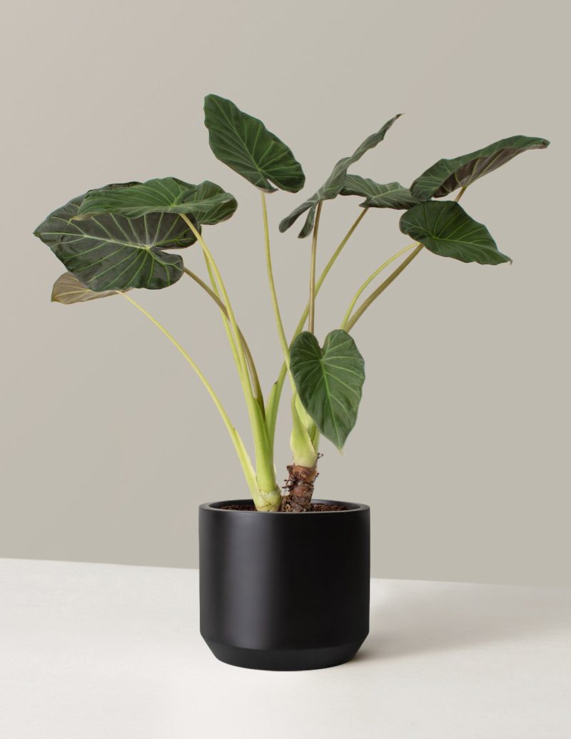 the sill Alocasia Regal