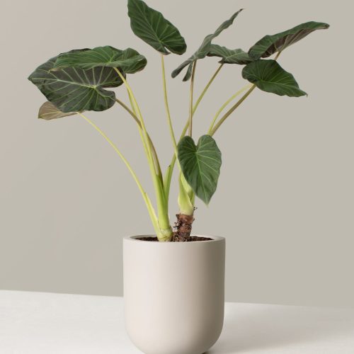 the sill Alocasia Regal Shield Large Pallas Cream Variant