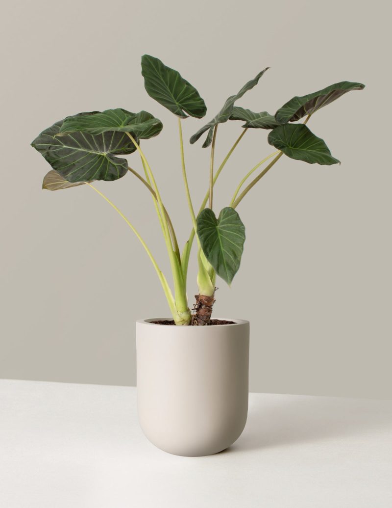 the sill Alocasia Regal Shield Large Pallas Cream Variant