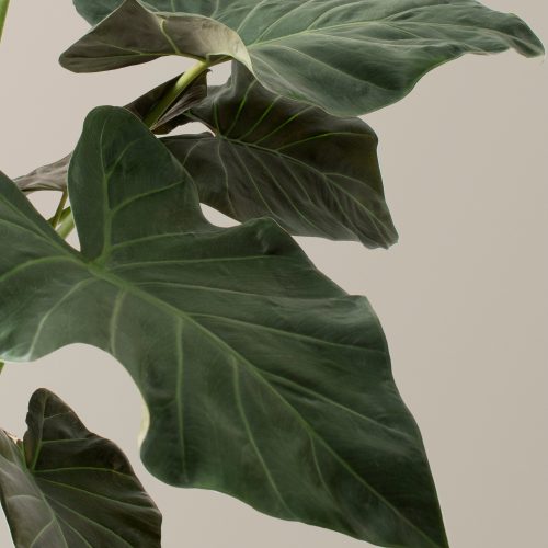 the sill Alocasia Regal Shield Large gallery