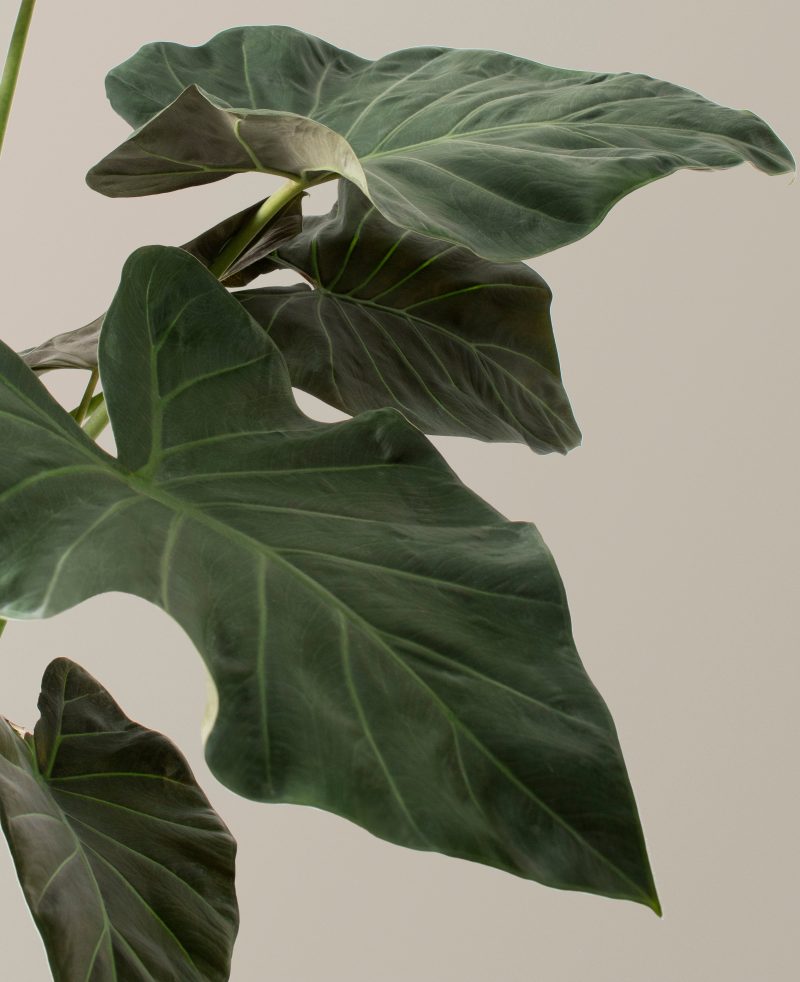 the sill Alocasia Regal Shield Large gallery