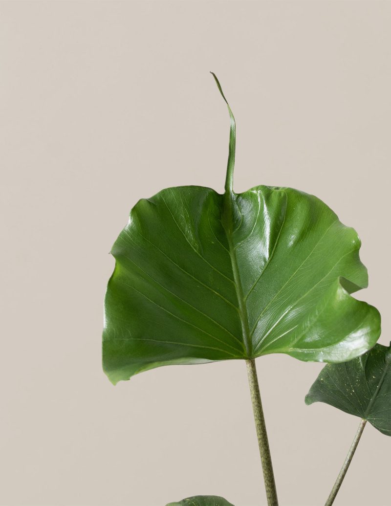 the sill Alocasia Sting Ray Gallery 2