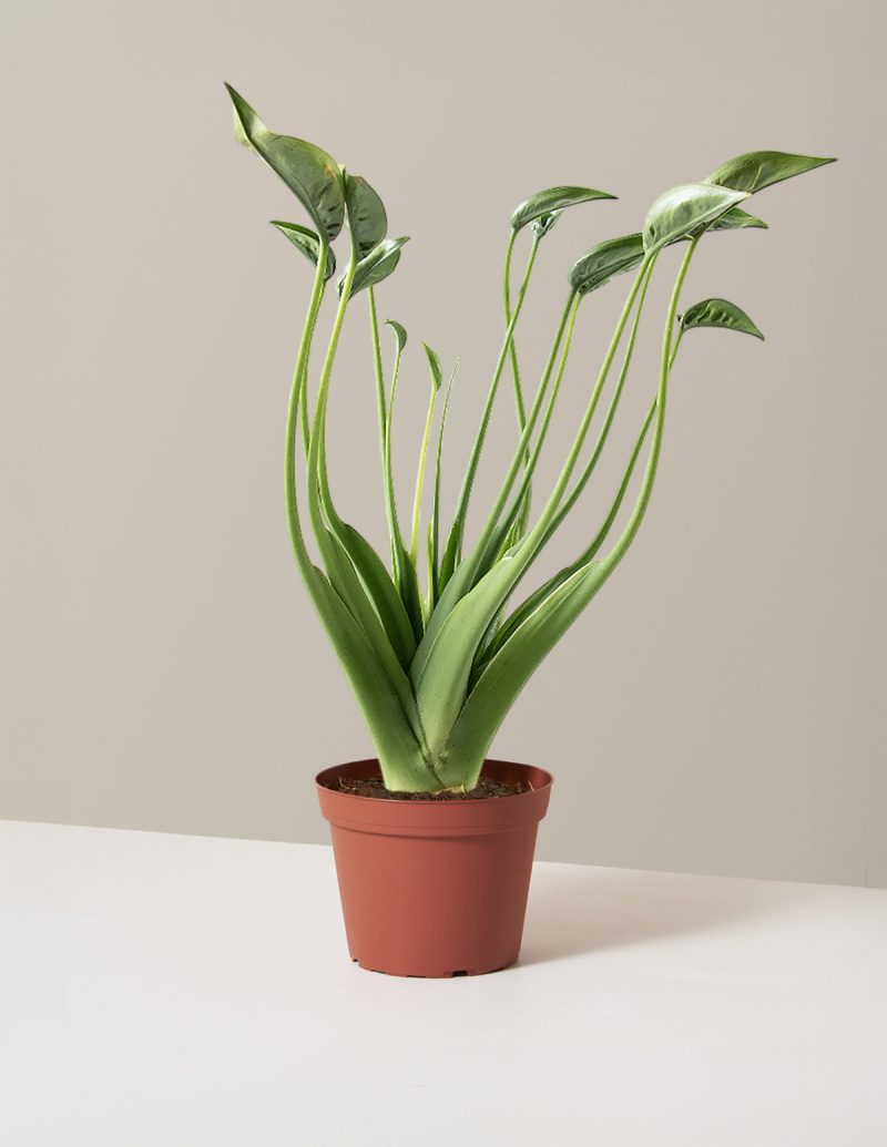 the sill Alocasia Tiny Dancer Growpot Variant