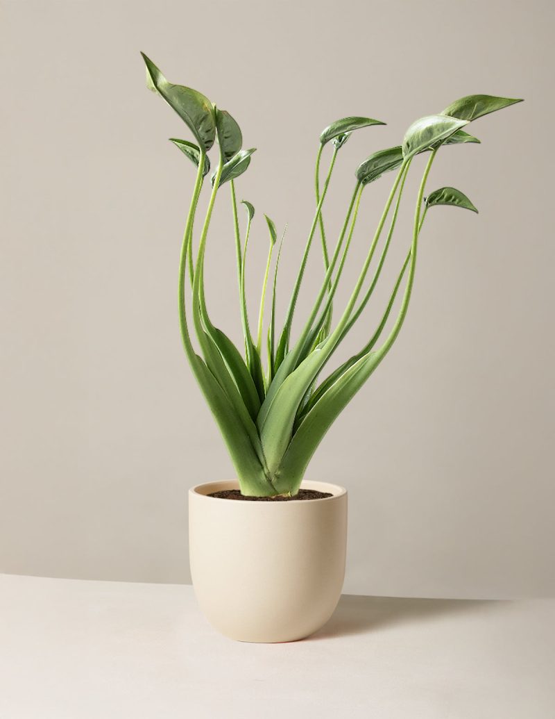 the sill Alocasia Tiny Dancer Medium Grant Cream Variant