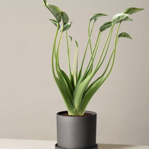 the sill Alocasia Tiny Dancer Medium Hyde Black Variant