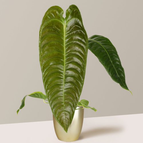 the sill Alocasia newness Gold Gallery