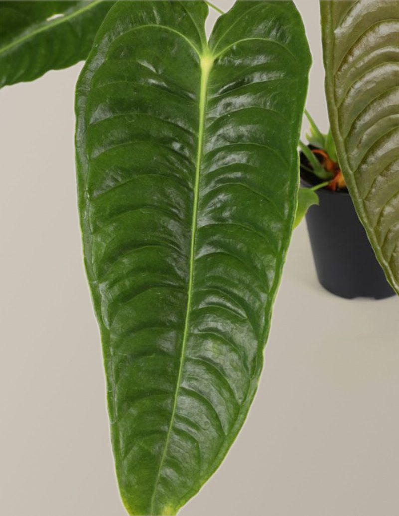 the sill Alocasia newness Macro Gallery