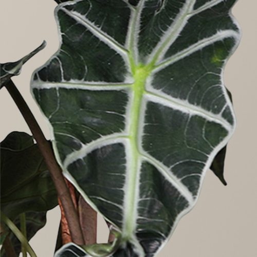 the sill Alocasia Amazonica Macro Gallery