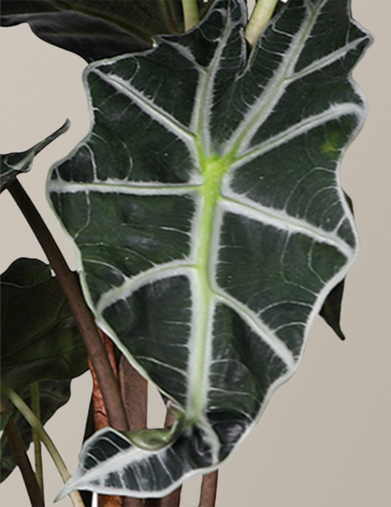 the sill Alocasia Amazonica Macro Gallery