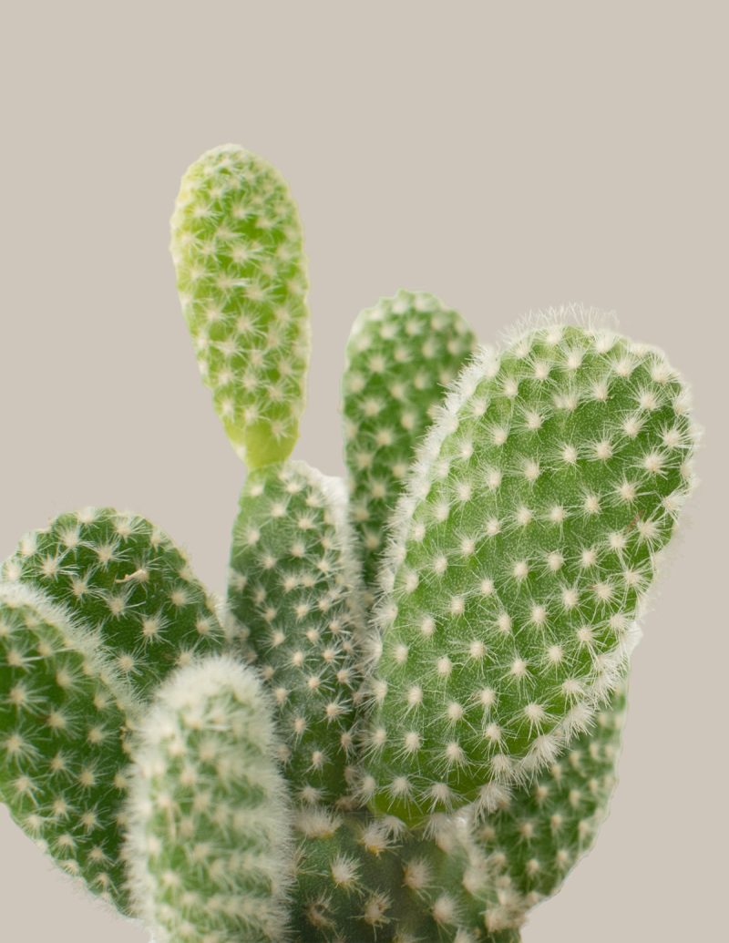 the sill Assorted Mini Cacti 3 Gallery