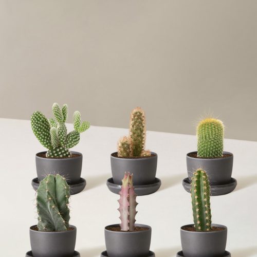 the sill Assorted Mini Cacti six mini upcycled black Variant