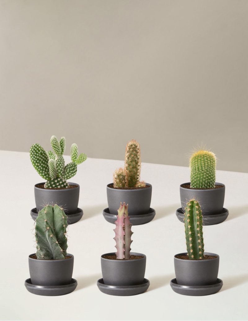 the sill Assorted Mini Cacti