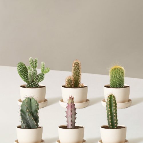 the sill Assorted Mini Cacti six mini upcycled cream Variant