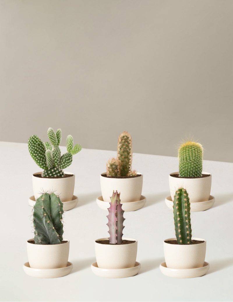 the sill Assorted Mini Cacti