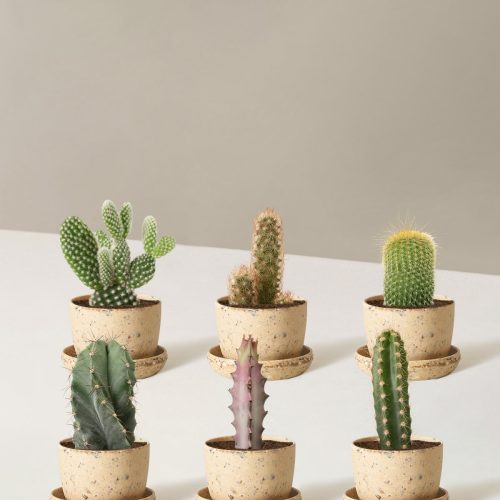 the sill Assorted Mini Cacti six mini upcycled nut Variant