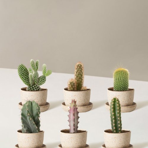 the sill Assorted Mini Cacti six mini upcycled rice Variant