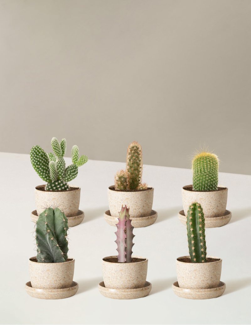 the sill Assorted Mini Cacti