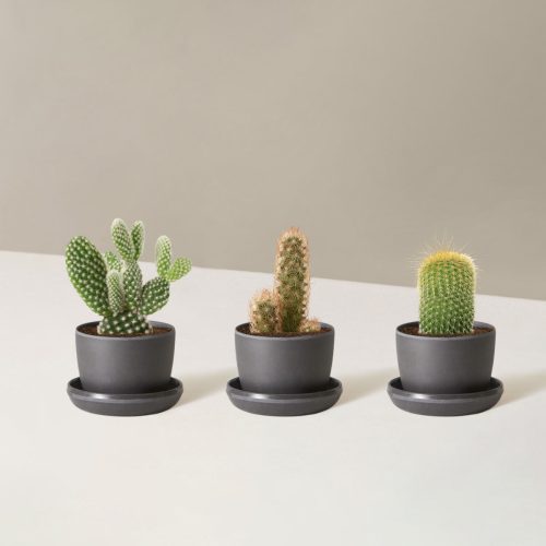 the sill Assorted Mini Cacti trio mini upcycled black Variant