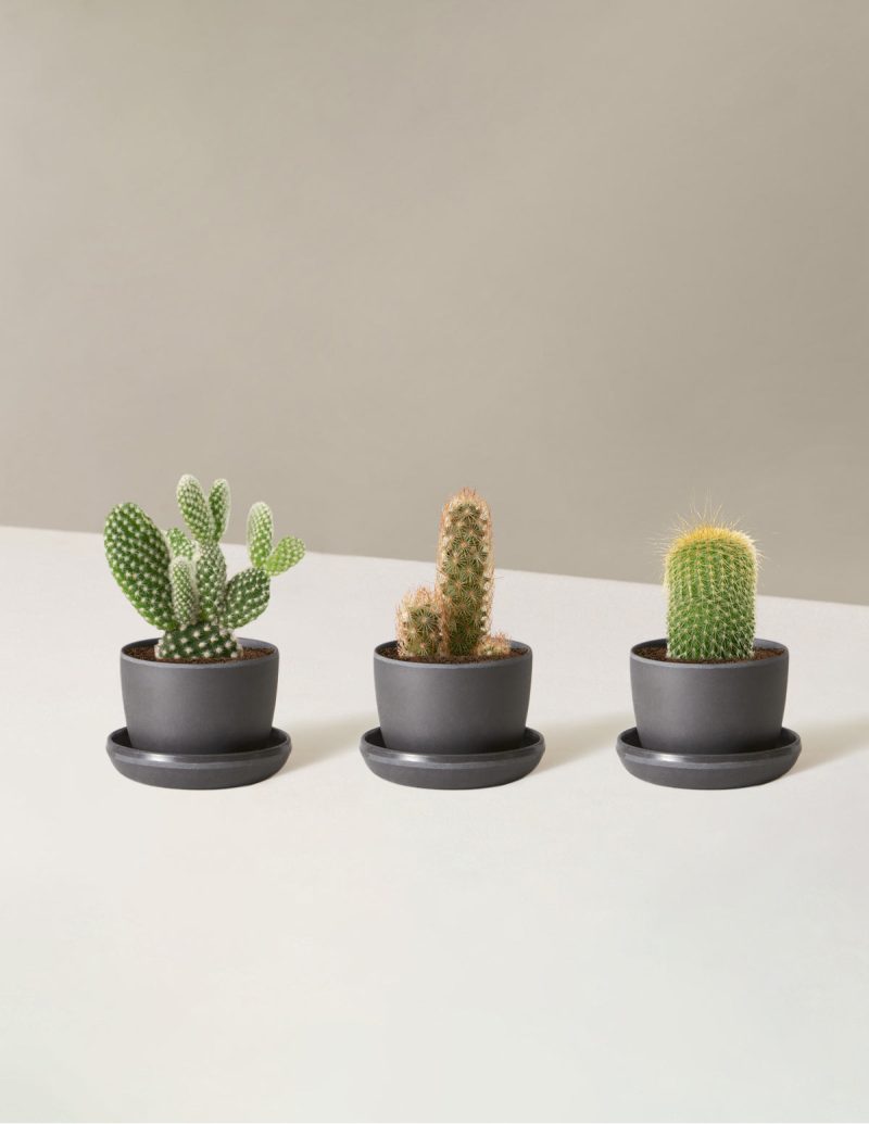 the sill Assorted Mini Cacti trio mini upcycled black Variant