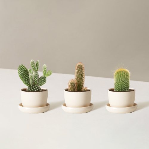 the sill Assorted Mini Cacti trio mini upcycled cream Variant