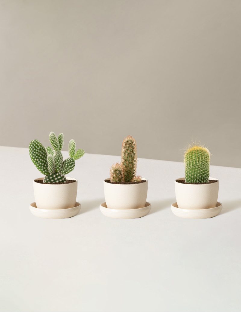 the sill Assorted Mini Cacti trio mini upcycled cream Variant