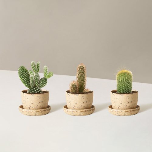 the sill Assorted Mini Cacti trio mini upcycled nut Variant