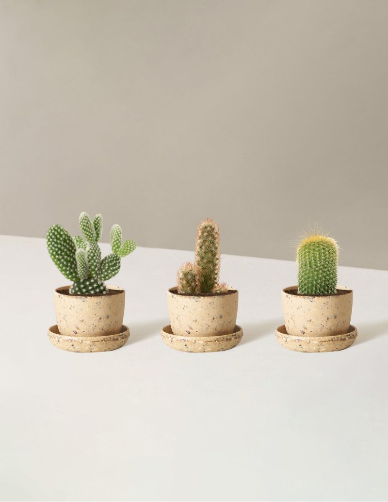 the sill Assorted Mini Cacti trio mini upcycled nut Variant