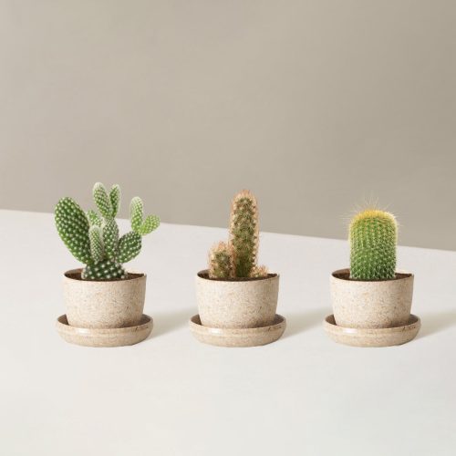 the sill Assorted Mini Cacti trio mini upcycled rice Variant