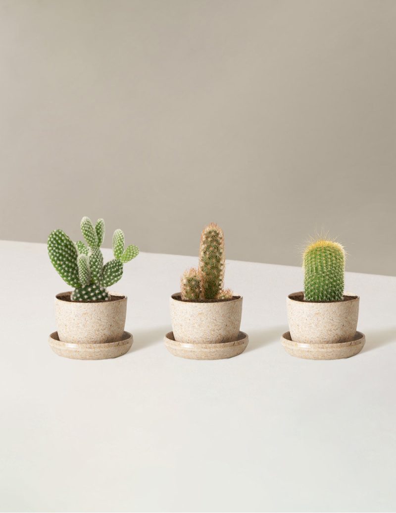 the sill Assorted Mini Cacti trio mini upcycled rice Variant