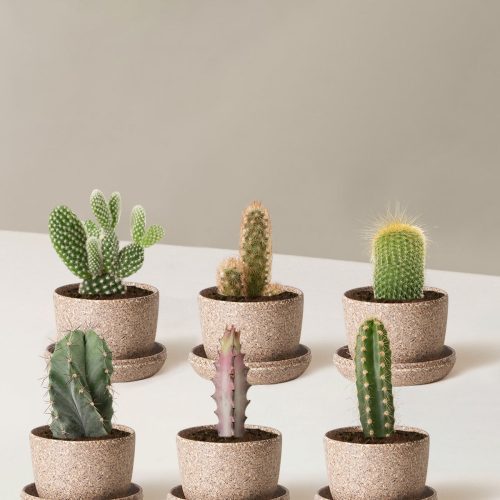 the sill Assorted Mini Cacti Six MiniUpcycled Latte Variant