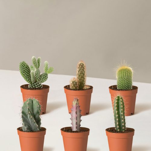 the sill Assorted Mini Cacti Six Mini Growpot 1eac47ba 8424 42d3 a1c8 c314da9561a5