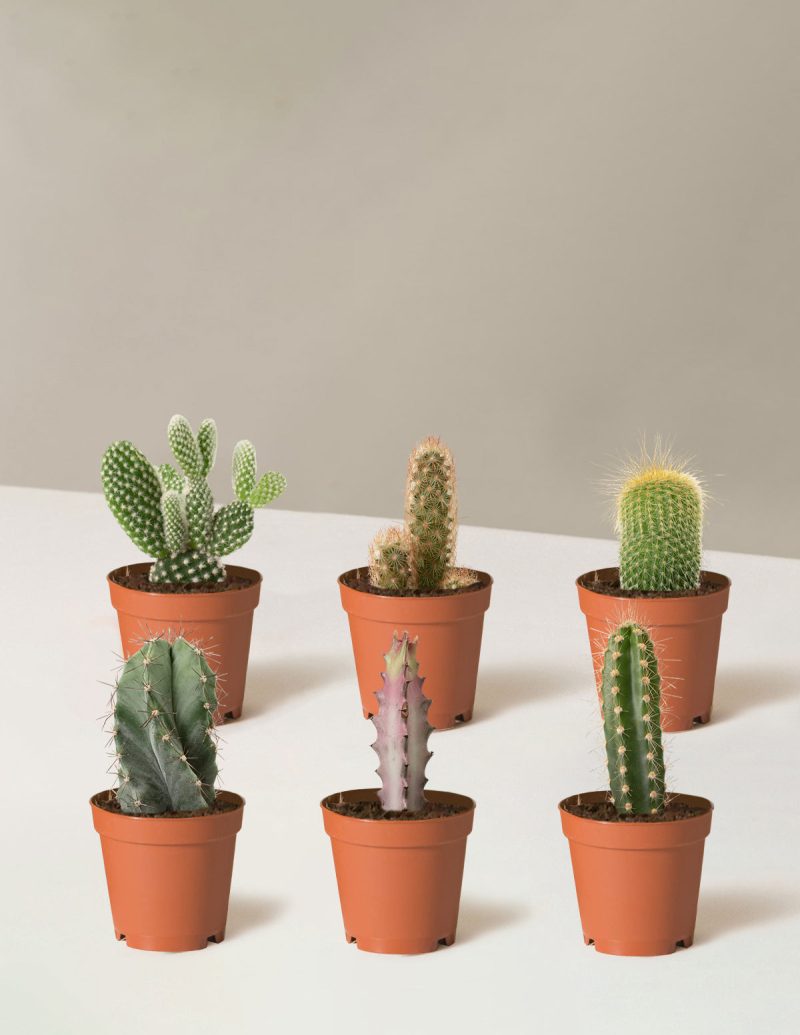 the sill Assorted Mini Cacti Six Mini Growpot 1eac47ba 8424 42d3 a1c8 c314da9561a5