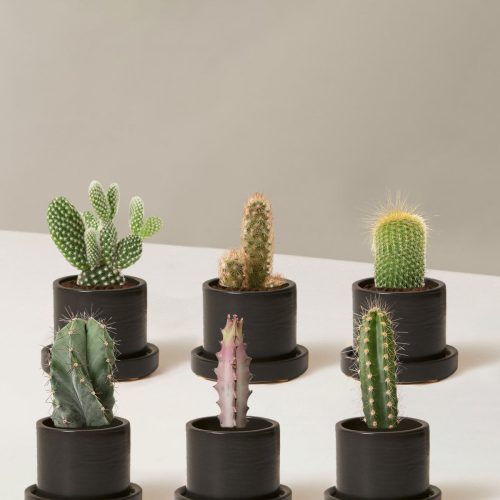 the sill Assorted Mini Cacti Six Mini Hyde Black Variant