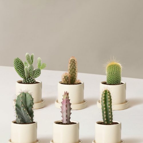 the sill Assorted Mini Cacti Six Mini Hyde Cream Variant