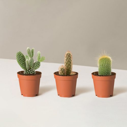 the sill Assorted Mini Cacti Trio Mini Growpot 8e71440b efc1 4d2d bb91 643d316990cd