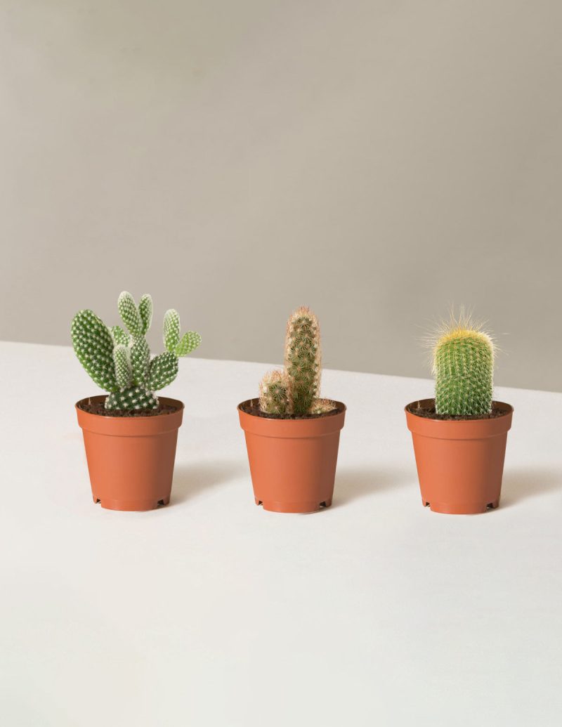 the sill Assorted Mini Cacti Trio Mini Growpot 8e71440b efc1 4d2d bb91 643d316990cd