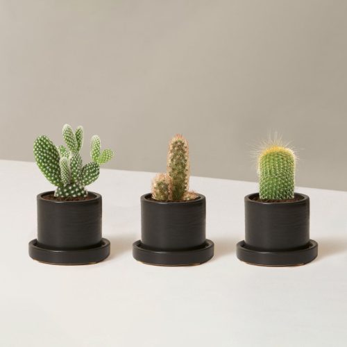 the sill Assorted Mini Cacti Trio Mini Hyde Black variant