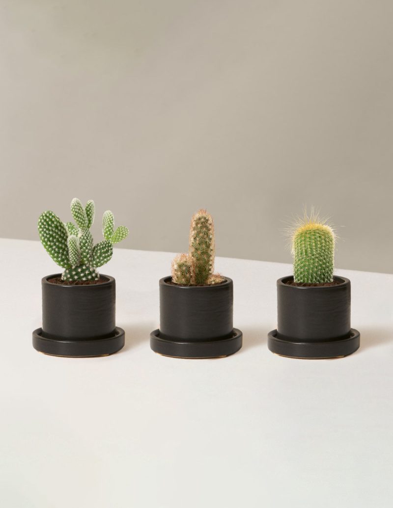 the sill Assorted Mini Cacti Trio Mini Hyde Black variant